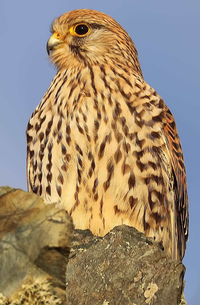 kestrel